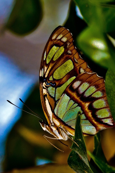 een prachtige iriserende groene vlinder - Foto, afbeelding