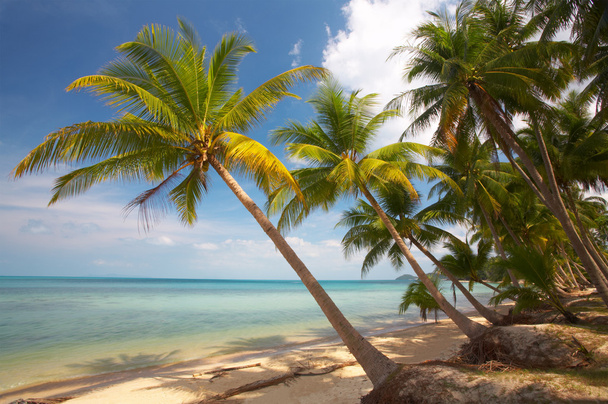 palmy a oceán - Fotografie, Obrázek