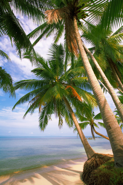 кокосових пальм
 - Фото, зображення