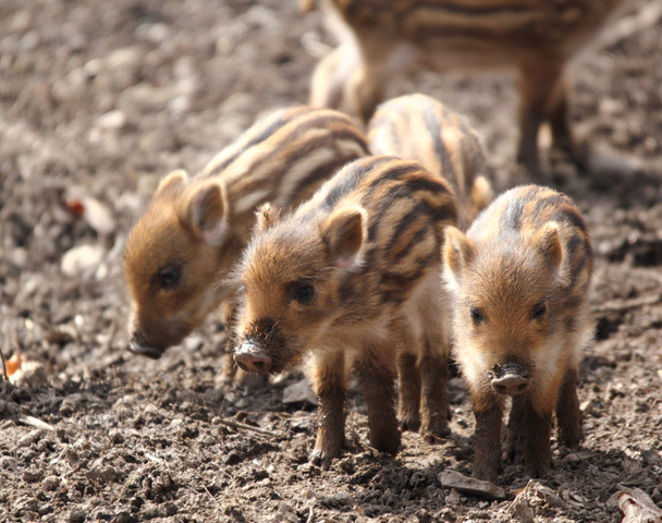 Sounder of young wild boars - Photo, Image