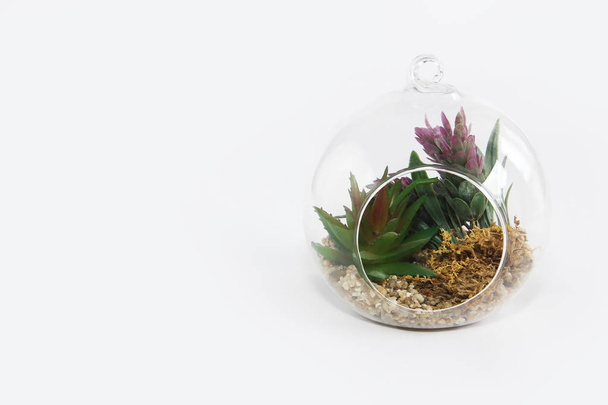 γυαλί στρογγυλό φλοκάδι με πράσινα φυτά και πέτρες για το σχεδιασμό σε λευκό φόντο - Φωτογραφία, εικόνα