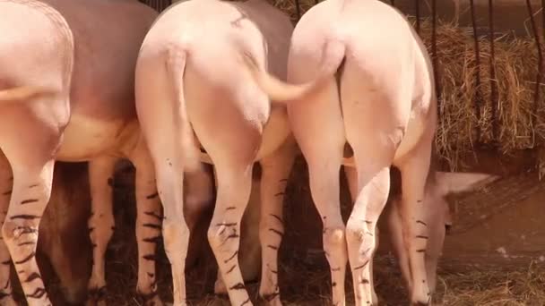 las patas de cebra particulares del burro somalí africano / tres burros somalíes africanos están meneando sus colas en un establo en Somalia, son los antepasados directos del burro doméstico
 - Metraje, vídeo