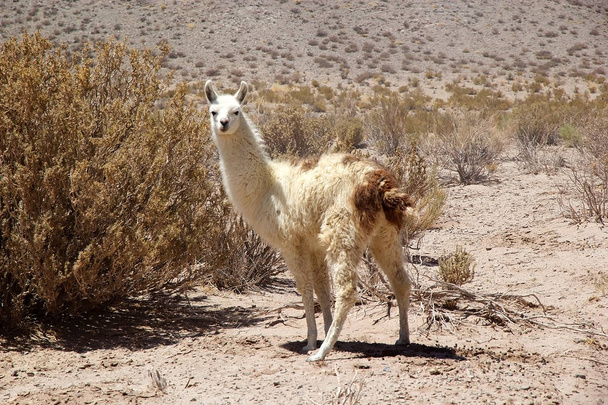 Llama in north west of Argentina in the provinces of Salta and Jujuy - Photo, Image