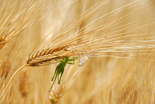 Gafanhotos em orelhas de trigo
 - Foto, Imagem