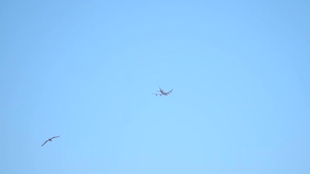 Un avión vuela en el cielo en cámara lenta con una gaviota
 - Imágenes, Vídeo