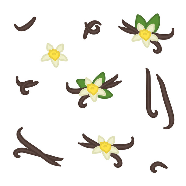 Vanilla bean and blossom set - vector illustration - Vector, Image