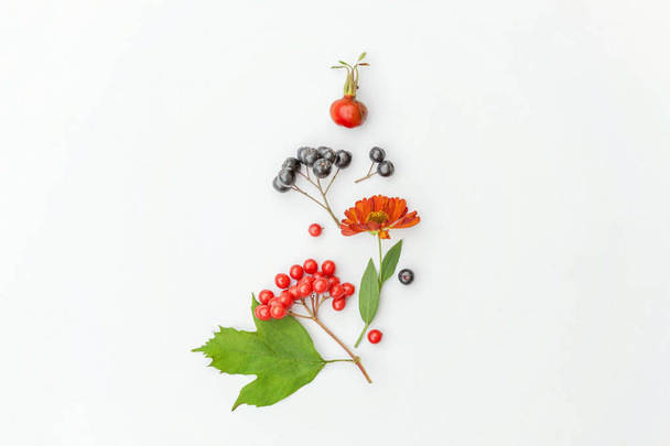 Autumn composition made of autumn plants viburnum, chokeberry rowan berries, dogrose, leaves and flowers on white background - Photo, Image