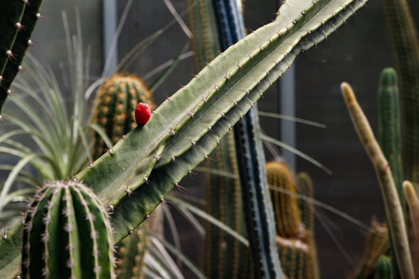 Beautiful blooming wild desert cactus flower - Foto, afbeelding