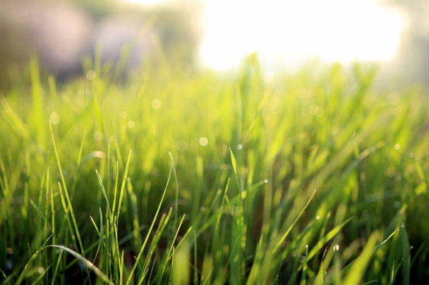 Green grass in a meadow close-up - Fotoğraf, Görsel