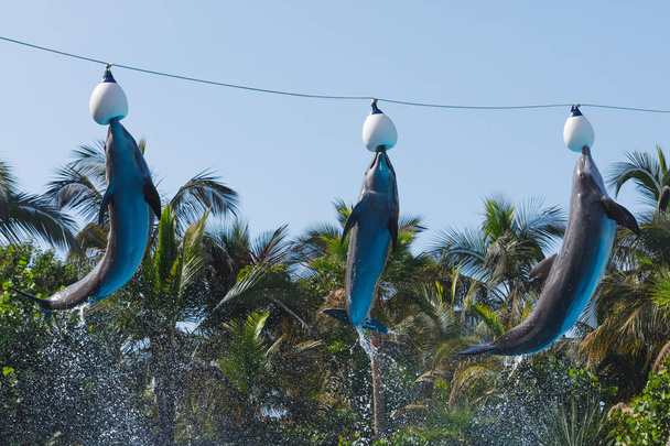 grupo de delfines saltarines
 - Foto, imagen