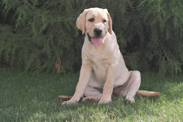 Fawn Labrador cachorro sentado en la hierba verde. La hembra tiene cuatro meses. En el fondo de las plantas verdes. Cachorro de pura raza. Retrato de un perro
. - Foto, Imagen
