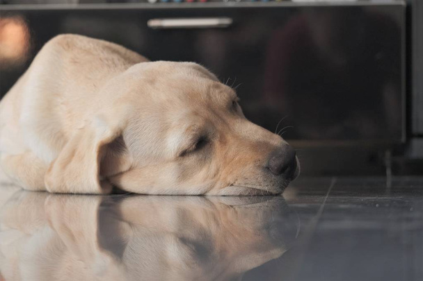 Labrador puppy fawn color indoors. Labrador puppy lies on a granite tile on the background of the fireplace. - Fotografie, Obrázek