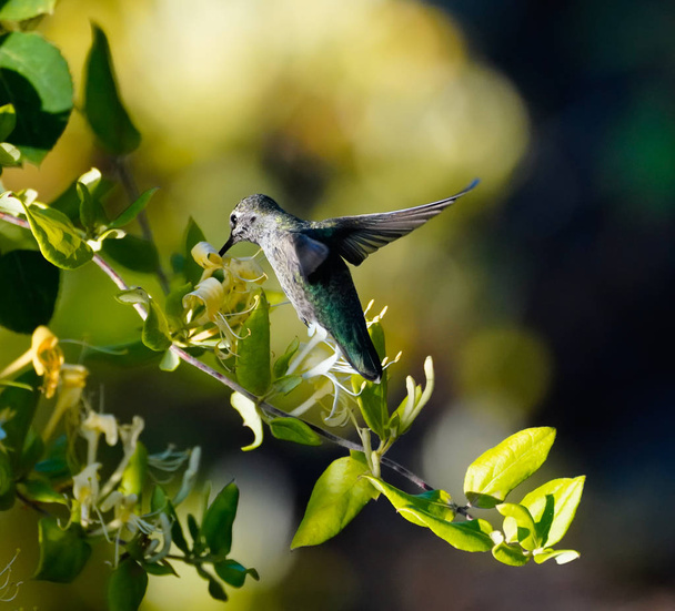 A Hummingbird is enjoying the sweet nectar of the honeysuckle flower. - Photo, Image