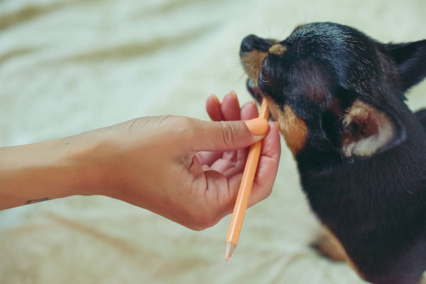 small dog chihuahua in the girl's hands. The pet is played with an orange pencil. A series of photos. - Foto, Imagen