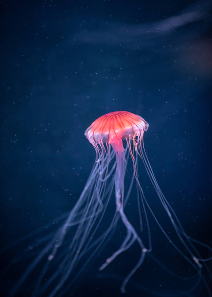 glowing jellyfish chrysaora pacifica underwater - 写真・画像