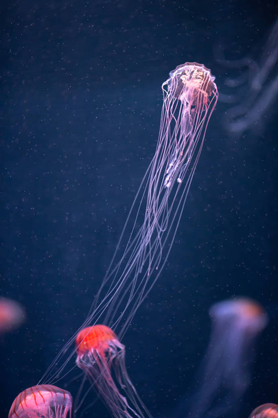 Светящиеся медузы chrysaora pacifica под водой - Фото, изображение