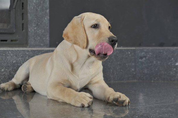 Labrador puppy fawn color indoors. Labrador puppy lies on a granite tile on the background of the fireplace. - Photo, Image