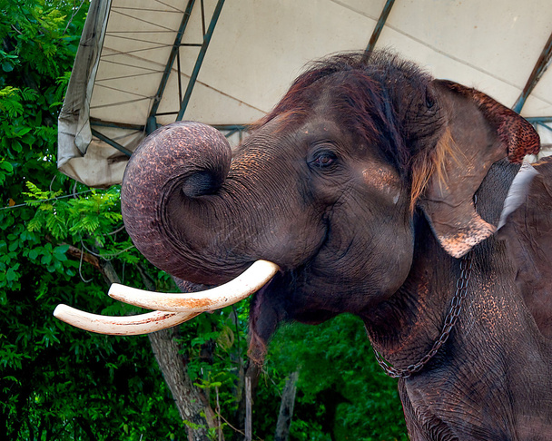 Elephant in zoo - Photo, Image