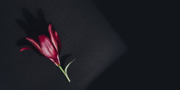 Red flower on dark gray flat lay background - Foto, imagen