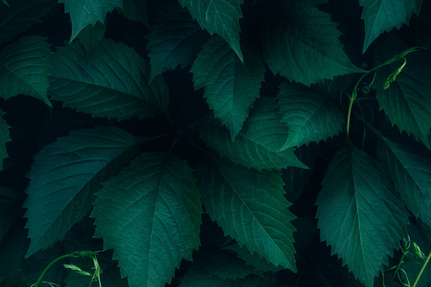 Dark leaves closeup view background - Foto, afbeelding