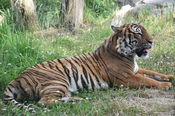 Malayan Tiger lepää luonnossa
 - Valokuva, kuva
