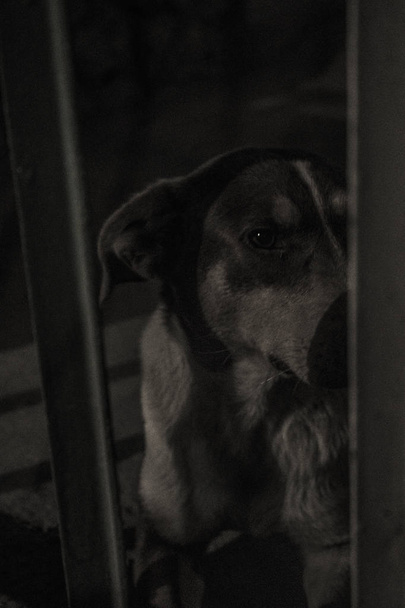 abandoned dog on the streets of a city outside an establishment with a sad look - Photo, Image