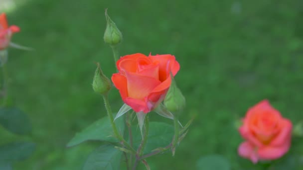 Die Rose im Garten - Filmmaterial, Video