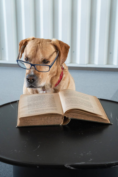 Hundelesebuch mit Brille. Professor hinter dem Buch - Foto, Bild