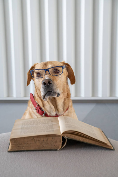 Silmälasipäinen koira lukee vanhaa hradcover-kirjaa. Oppimiskäsite
. - Valokuva, kuva