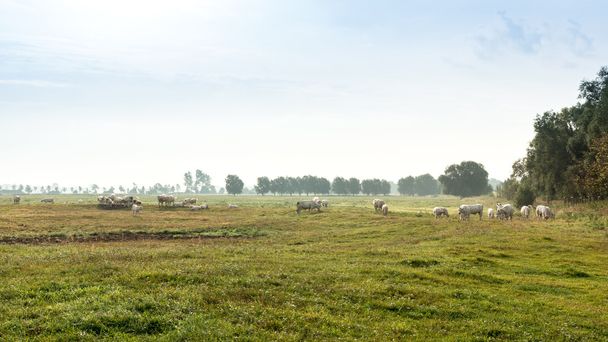 stádo krav - Fotografie, Obrázek