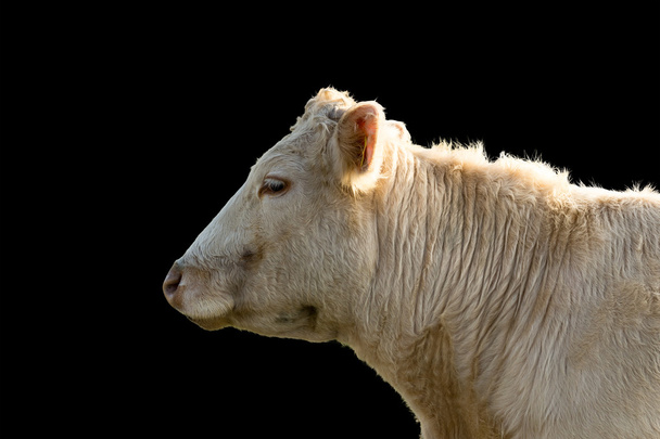 profil d'une vache
 - Photo, image