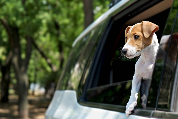 Jack russell puppy riding in the car. - Photo, Image