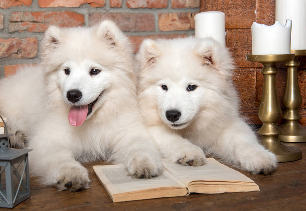 Два белых пушистых самоед щенков собак с книгой
 - Фото, изображение
