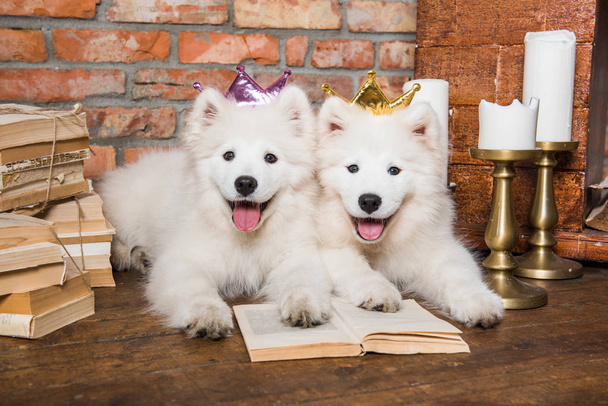 Dos cachorros blancos esponjosos Samoyed perros con libro
 - Foto, imagen