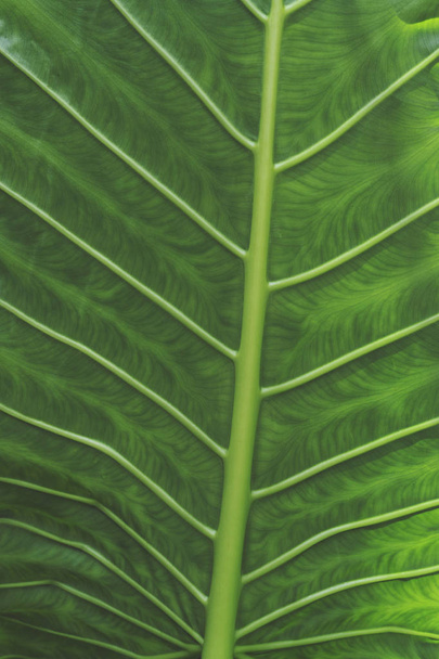 Tropical green leaf background - Photo, Image