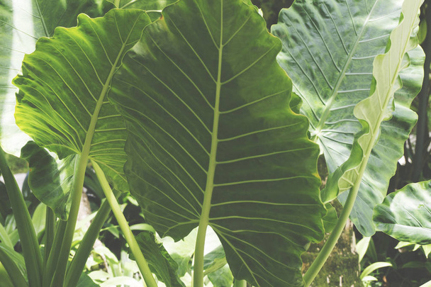 Tropical green leaf background - 写真・画像