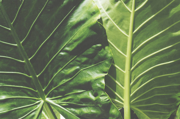 Tropical green leaf background - Фото, изображение