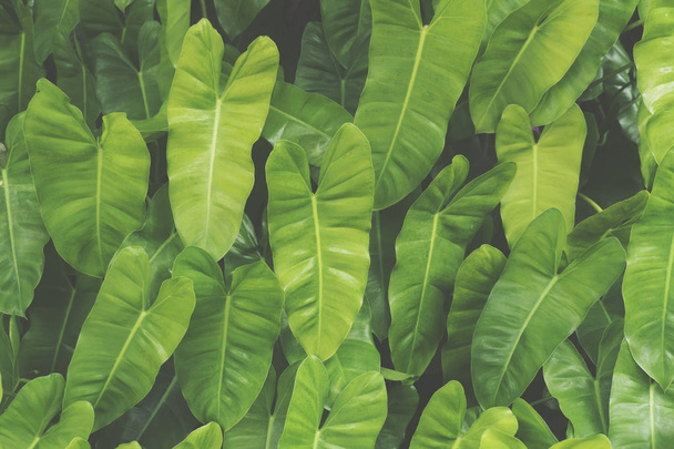 Tropical green leaf background - 写真・画像