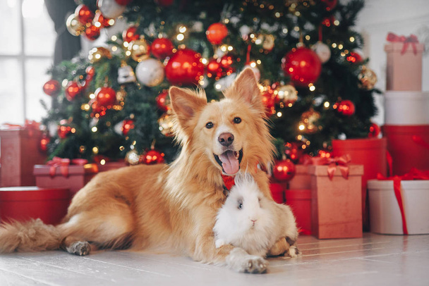 Dog and rabbit on the christmas background - Foto, afbeelding