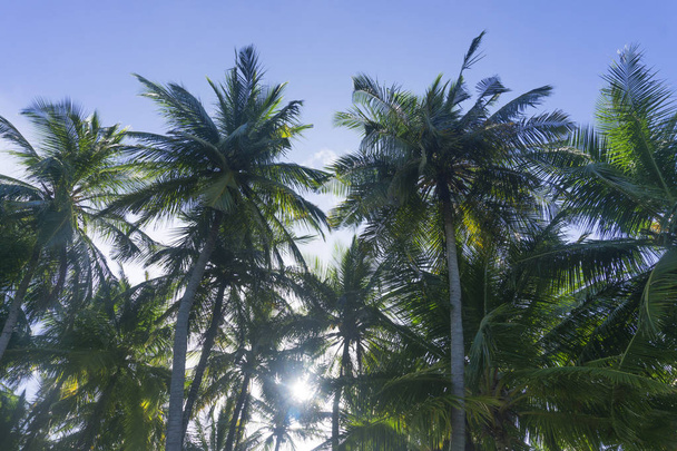 Summer time exotic tropical palm tree - Fotografie, Obrázek