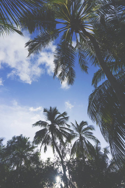 Summer time exotic tropical palm tree - Φωτογραφία, εικόνα