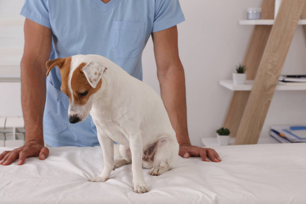 Veterinary care. Sad Dog afraid of vaccination dog in vet clinic - 写真・画像