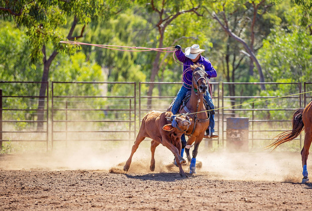 オーストラリア国ロデオでロープをかける子牛 - 写真・画像