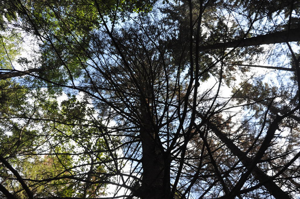 Bottom view of tall old trees in evergreen primeval forest. - Foto, afbeelding