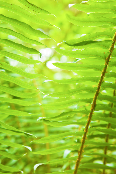 Fern abstract - Foto, afbeelding