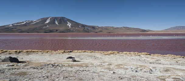 Red Lake, lub Laguna Colorada, na Altiplano w pobliżu Uyuni wewnątrz Eduardo Avaroa Rezerwat Narodowy w Boliwii na 4300 m nad poziomem morza. - Zdjęcie, obraz