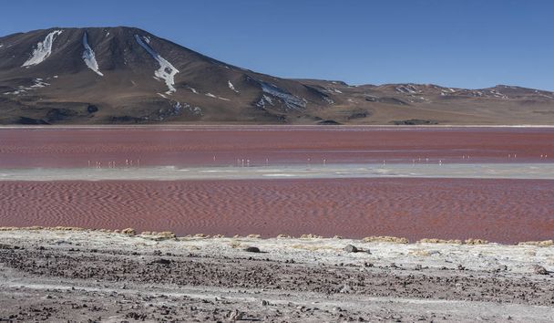海抜4300mのボリビアのエドゥアルド・アヴァロア国立保護区内のウユニ近くのアルティプラノにある赤い湖、またはラグーナ・コロラダ. - 写真・画像