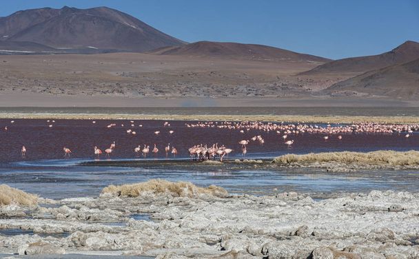 Gruppo di fenicotteri rosa nell'acqua colorata di Laguna Colorada, tappa popolare del Roadtrip a Uyuni Salf Flat, Bolivia
 - Foto, immagini
