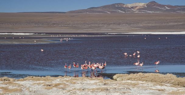 Gruppo di fenicotteri rosa nell'acqua colorata di Laguna Colorada, tappa popolare del Roadtrip a Uyuni Salf Flat, Bolivia
 - Foto, immagini
