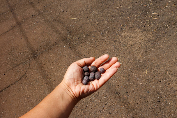 Minério de ferro taconita pelotas na mão humana
 - Foto, Imagem